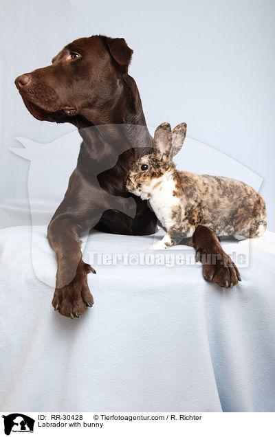 Labrador with bunny / RR-30428