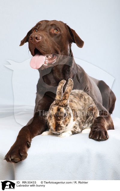Labrador with bunny / RR-30433