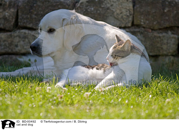 cat and dog / BD-00492