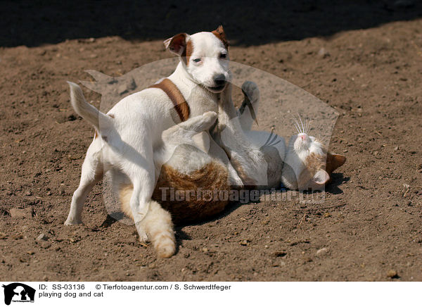 playing dog and cat / SS-03136