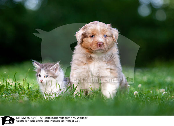 Australian Shepherd and Norwegian Forest Cat / MW-07424