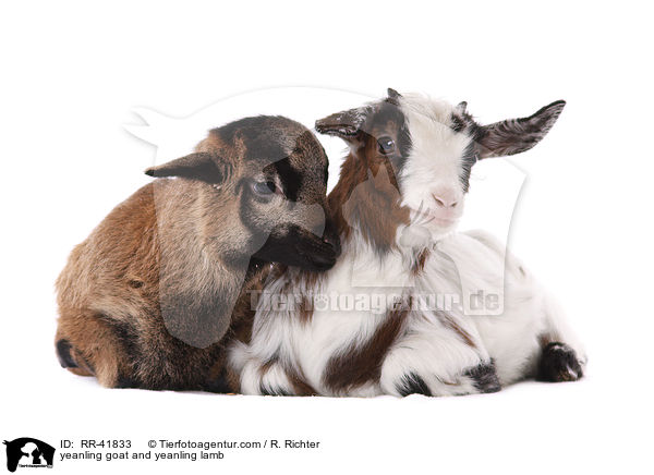 yeanling goat and yeanling lamb / RR-41833