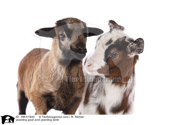 yeanling goat and yeanling lamb / RR-41840