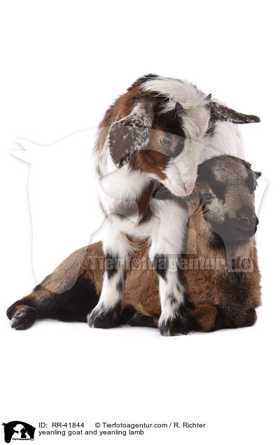 yeanling goat and yeanling lamb / RR-41844