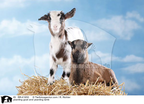yeanling goat and yeanling lamb / RR-41850