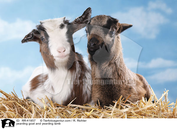yeanling goat and yeanling lamb / RR-41857