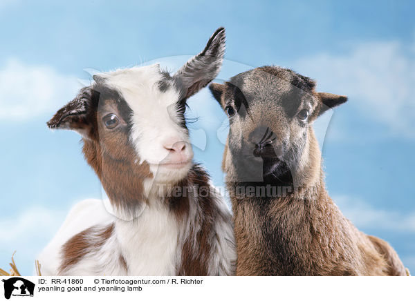 yeanling goat and yeanling lamb / RR-41860