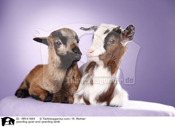 yeanling goat and yeanling lamb / RR-41864
