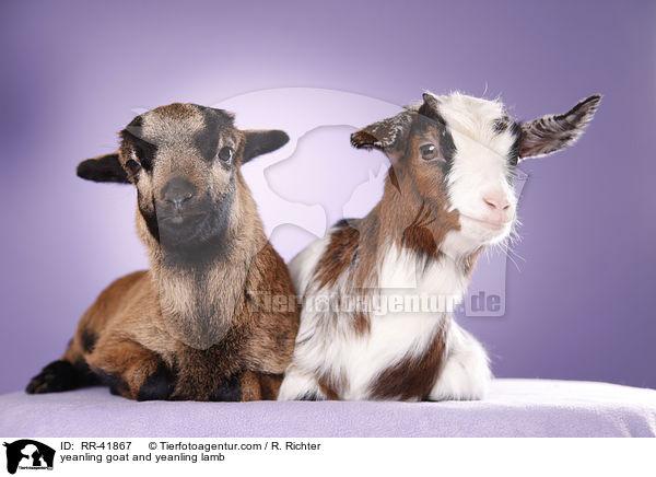 yeanling goat and yeanling lamb / RR-41867