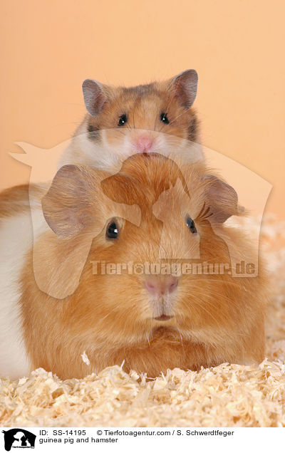 guinea pig and hamster / SS-14195