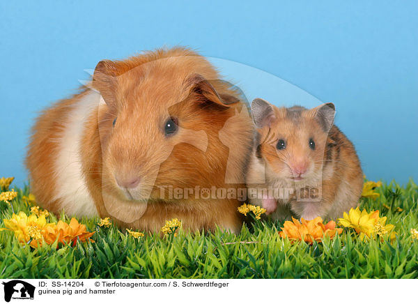 guinea pig and hamster / SS-14204