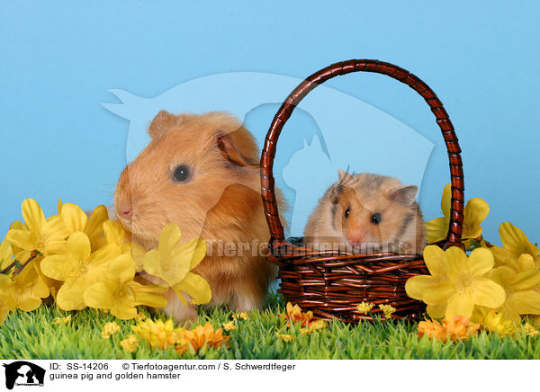 guinea pig and golden hamster / SS-14206