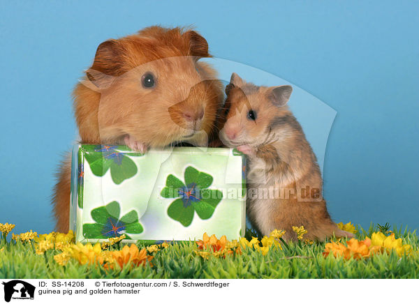 guinea pig and golden hamster / SS-14208