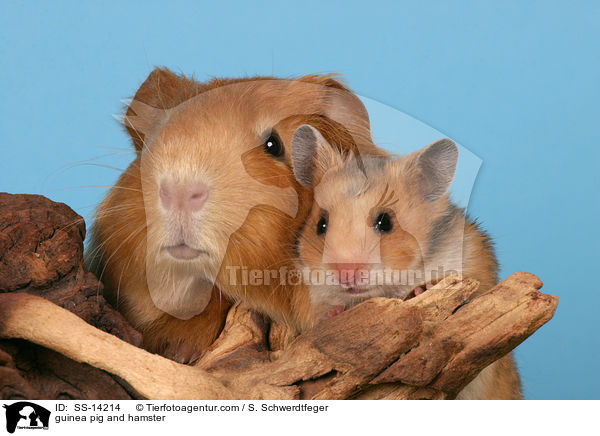guinea pig and hamster / SS-14214