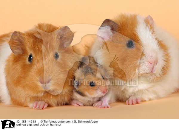 guinea pigs and golden hamster / SS-14218