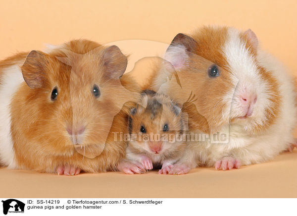 guinea pigs and golden hamster / SS-14219
