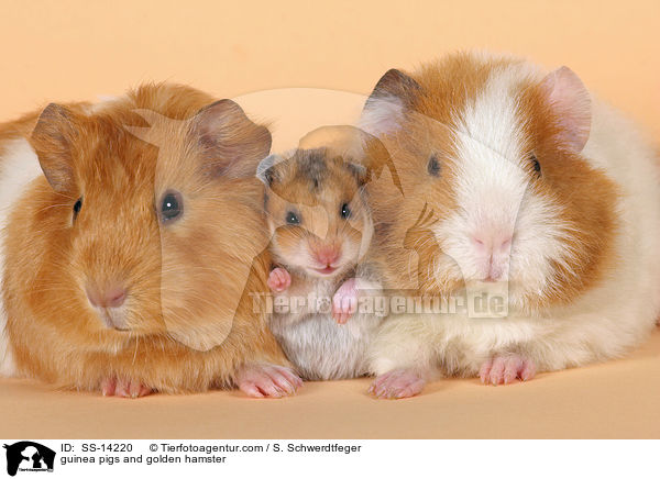 guinea pigs and golden hamster / SS-14220