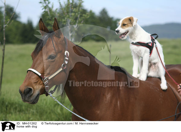 horse with dog / MH-01262