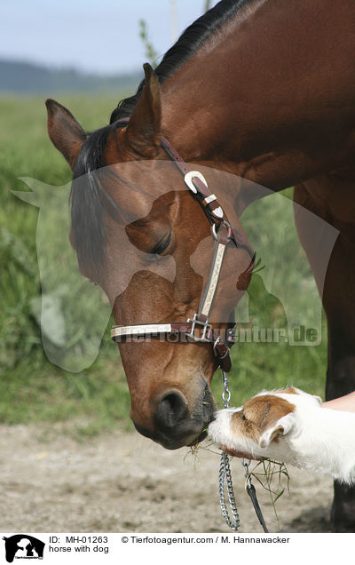 horse with dog / MH-01263