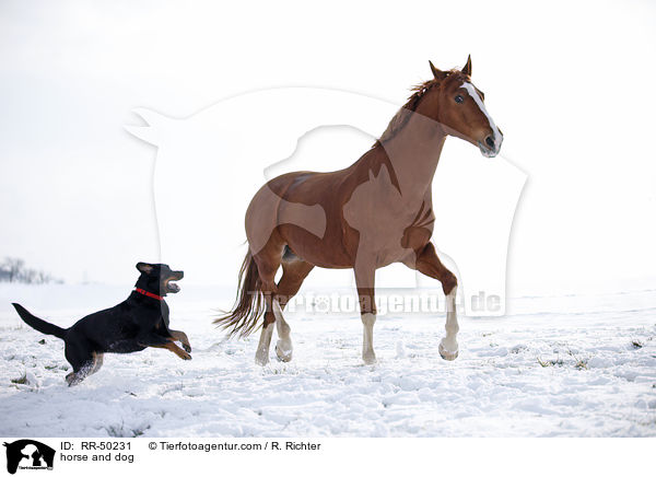 horse and dog / RR-50231