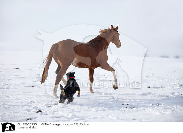 horse and dog / RR-50233