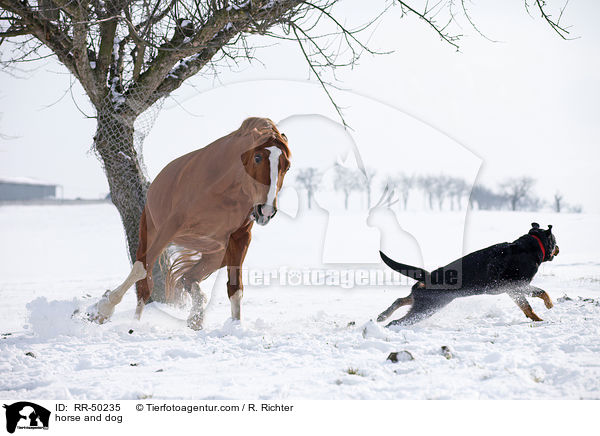 horse and dog / RR-50235