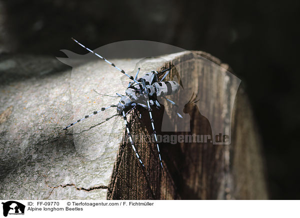 Alpine longhorn Beetles / FF-09770
