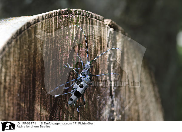 Alpine longhorn Beetles / FF-09771
