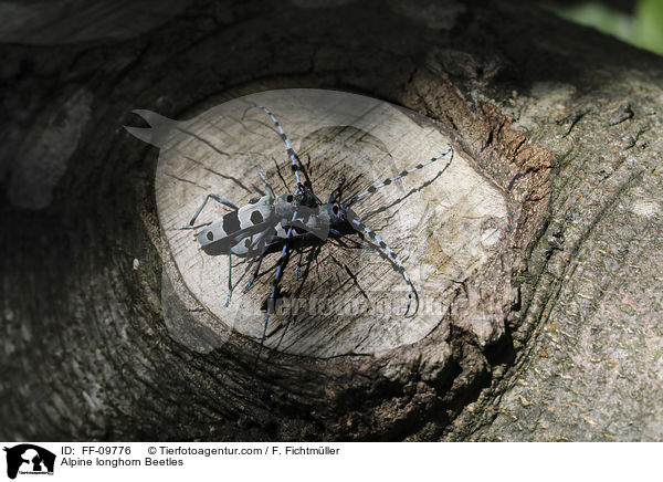 Alpine longhorn Beetles / FF-09776