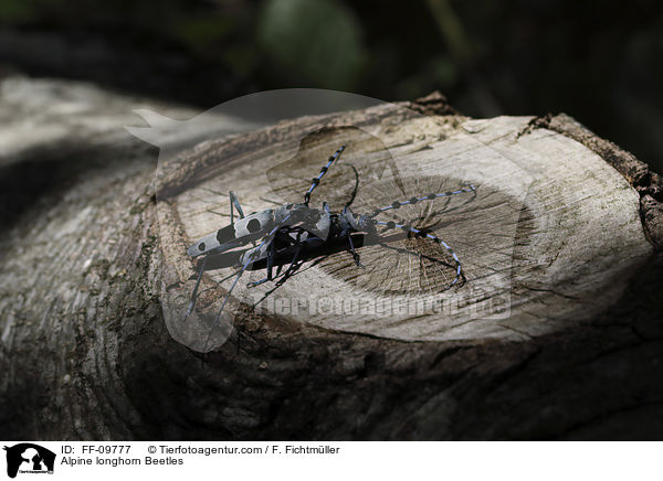 Alpine longhorn Beetles / FF-09777