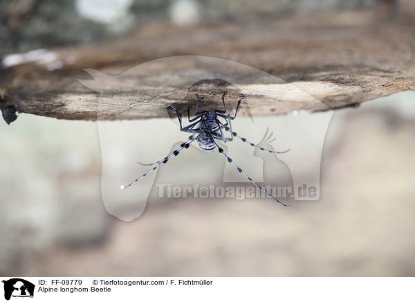 Alpine longhorn Beetle / FF-09779