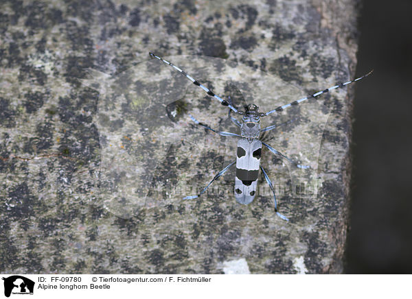 Alpine longhorn Beetle / FF-09780