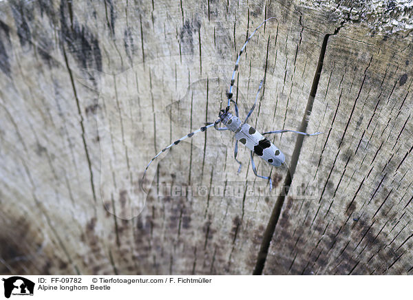 Alpine longhorn Beetle / FF-09782