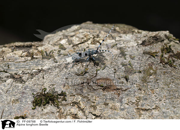 Alpine longhorn Beetle / FF-09788