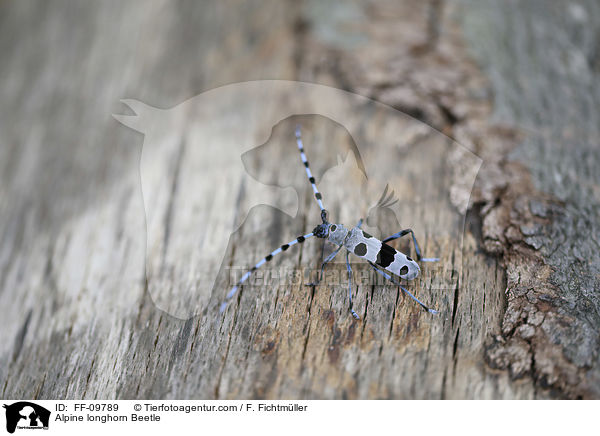 Alpine longhorn Beetle / FF-09789
