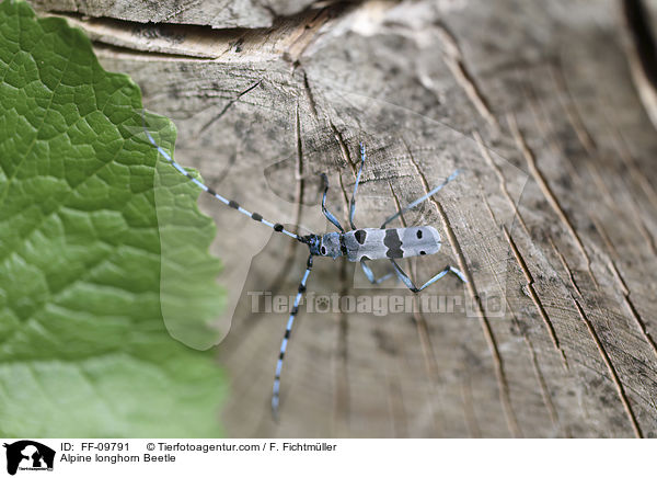 Alpine longhorn Beetle / FF-09791