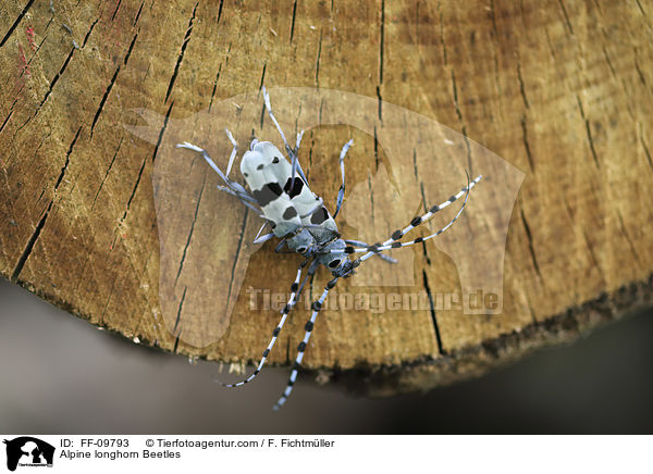 Alpine longhorn Beetles / FF-09793