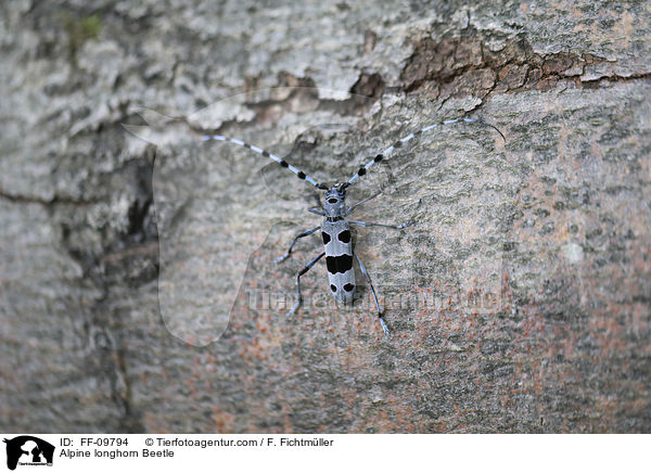 Alpine longhorn Beetle / FF-09794