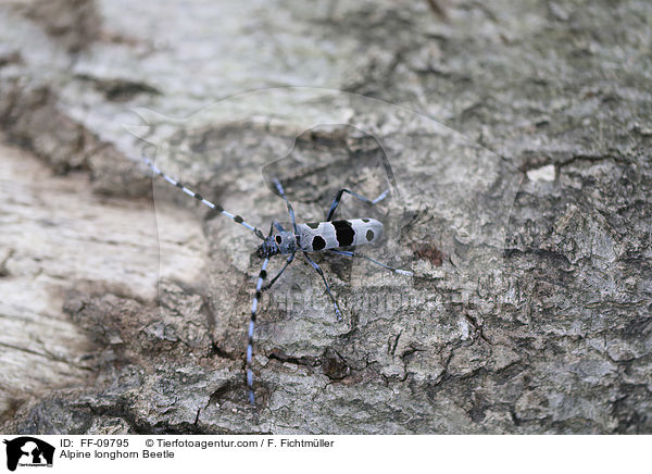 Alpine longhorn Beetle / FF-09795