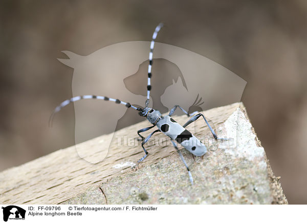 Alpine longhorn Beetle / FF-09796
