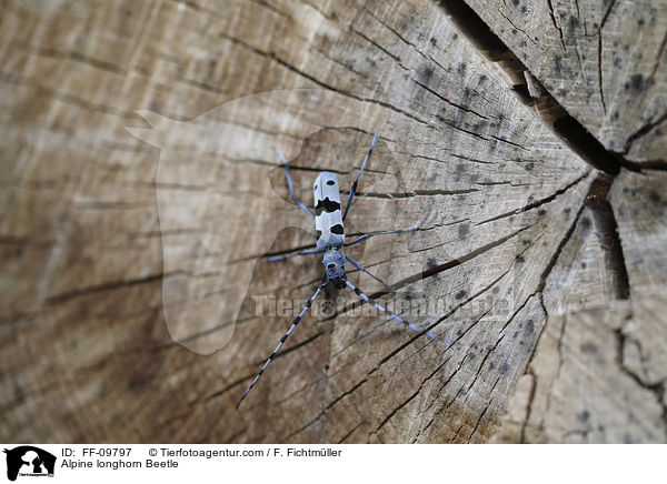 Alpine longhorn Beetle / FF-09797