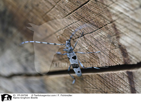 Alpine longhorn Beetle / FF-09798