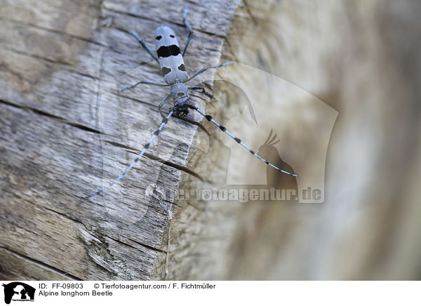 Alpine longhorn Beetle / FF-09803