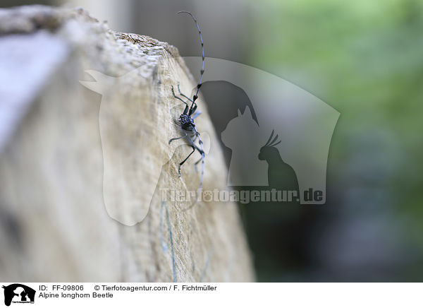 Alpine longhorn Beetle / FF-09806