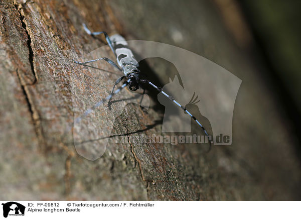 Alpine longhorn Beetle / FF-09812