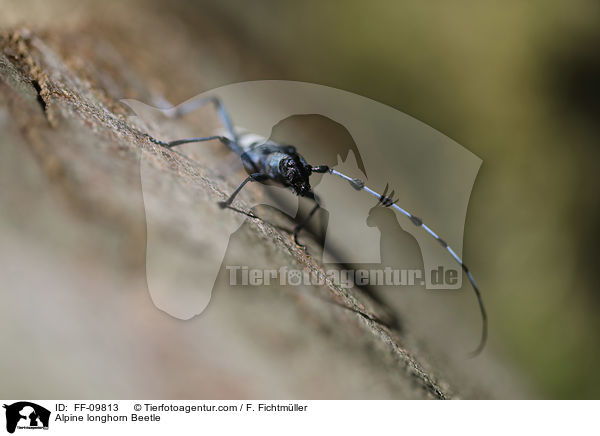 Alpine longhorn Beetle / FF-09813