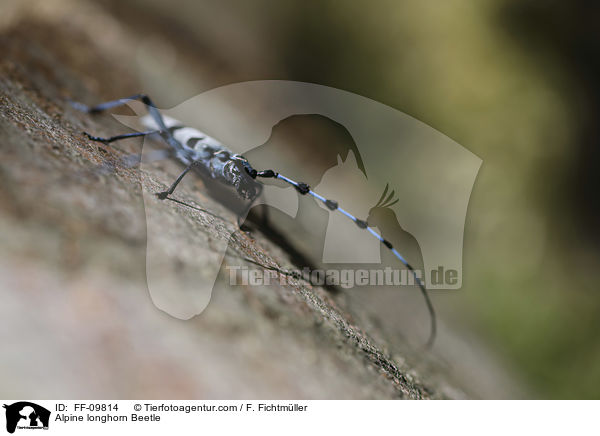 Alpine longhorn Beetle / FF-09814