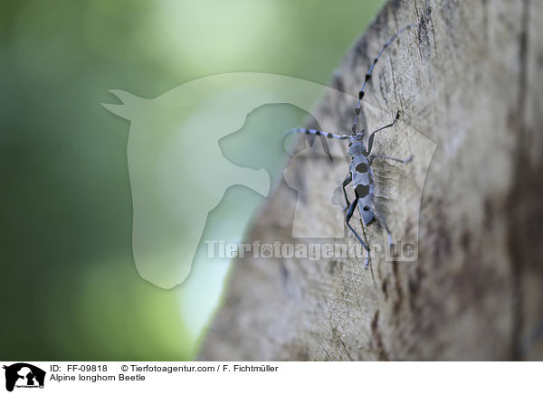 Alpine longhorn Beetle / FF-09818