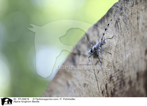 Alpine longhorn Beetle / FF-09819