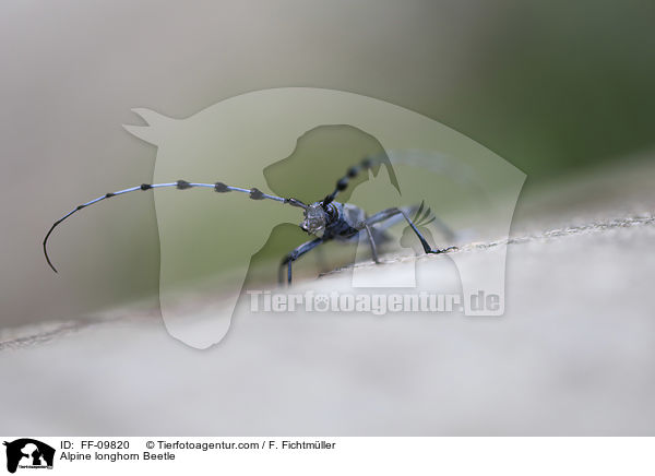 Alpine longhorn Beetle / FF-09820